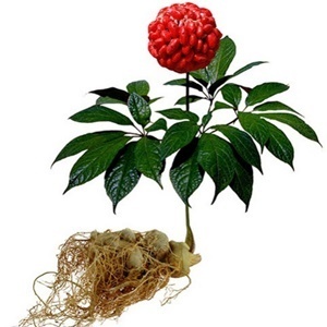 Ginseng