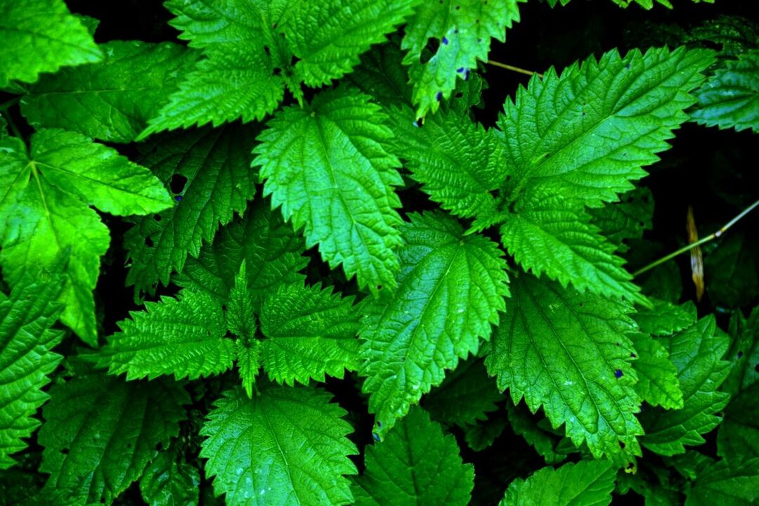 Nettle increases potency